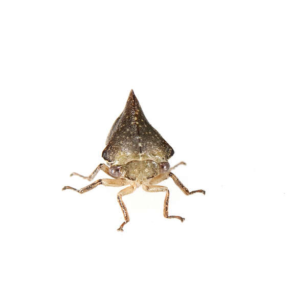 Image of Membracidae