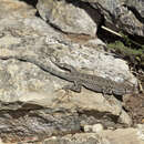 Image of Canyon Lizard