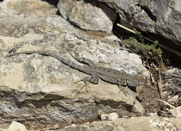 Image de Sceloporus merriami Stejneger 1904