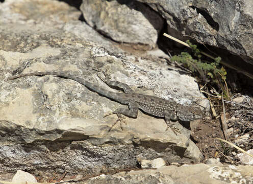 Image of Canyon Lizard