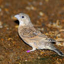 Image of Cut-throat Finch