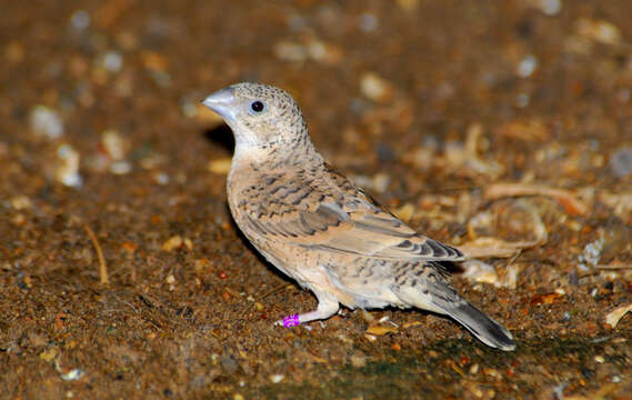 Image of Cut-throat Finch