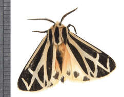 Image of Harnessed Tiger Moth