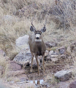 Image of mule deer and white-tailed deer