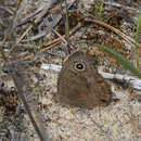 Image of Common Wood Nymph