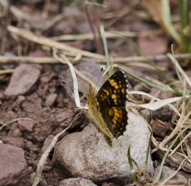 Image of Phyciodes pulchella