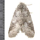 Image of Variable Oakleaf Caterpillar Moth