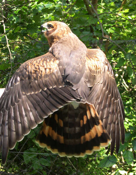 Image of Hen Harrier