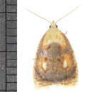 Acleris curvalana Kearfott 1907的圖片