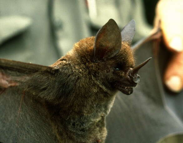 Image of Greater Spear-nosed Bat