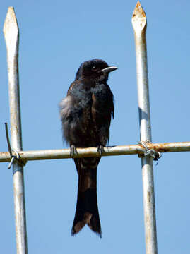 Image of Black Drongo