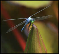 Image de Erythemis Hagen 1861