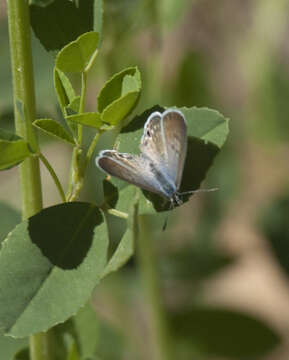 Sivun Leptotes kuva