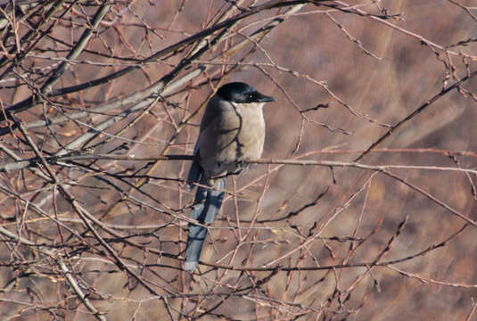 Image of Azure-winged Magpies
