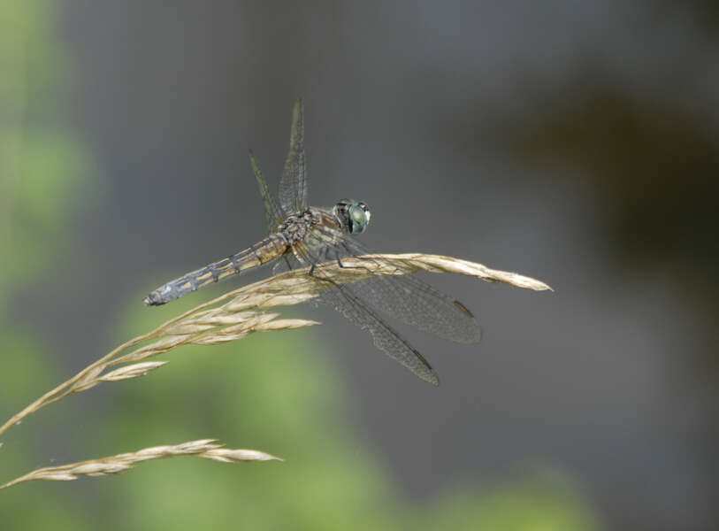 Image of Blue Dasher