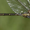 صورة Phanogomphus exilis (Selys 1854)