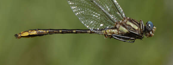 Image of Lancet Clubtail