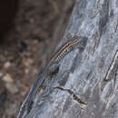Image of Common Side-blotched Lizard