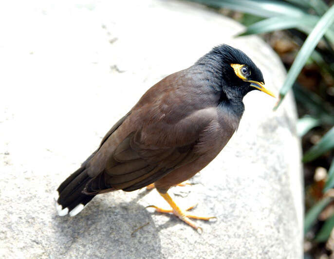 Image of Calcutta myna