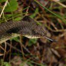 Image of Eastern Hog-nosed Snake