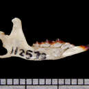 Image of Big Mexican Small-eared Shrew