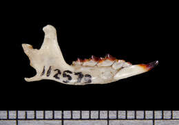 Image of Big Mexican Small-eared Shrew