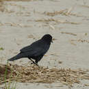 Слика од Corvus caurinus