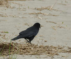 Image of Corvus caurinus