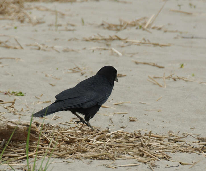 Image of Corvus caurinus