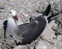 Larus heermanni Cassin 1852 resmi