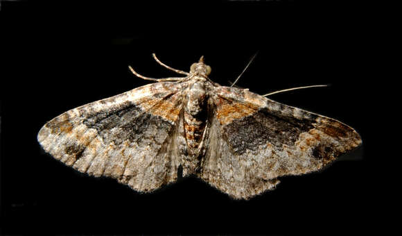 Image of dark-barred twin-spot carpet