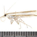 Image of Crambus unistriatellus Packard 1868