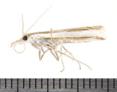 Image of Crambus unistriatellus Packard 1868