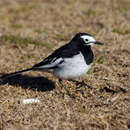 Image of Pied Wagtail and White Wagtail