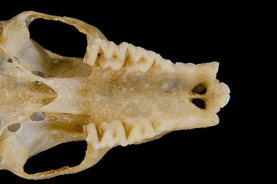 Image of Micronycteris subgen. Schizonycteris Porter, Hoofer, Cline, Hoffmann & Baker 2007