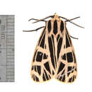 Image of Parthenice Tiger Moth