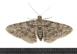 Image of Double-lined Gray Moth