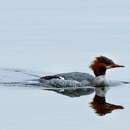 Image of Common Merganser