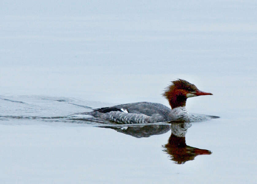 Image of Common Merganser