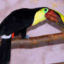 Image of Yellow-throated Toucan