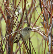 Image of Ruby-Crowned Kinglet