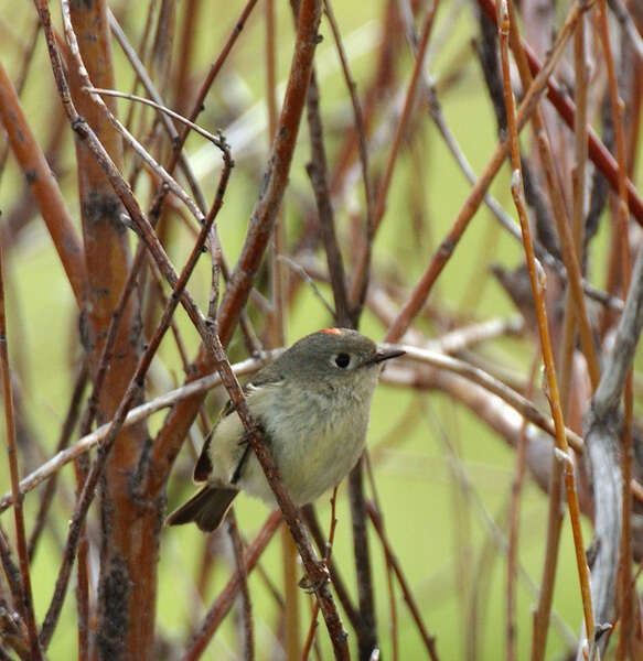 Image of Ruby-Crowned Kinglet