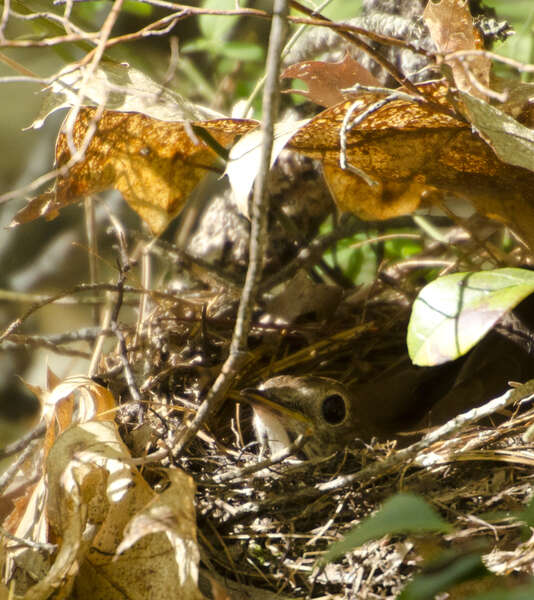 Image of Hermit Thrush