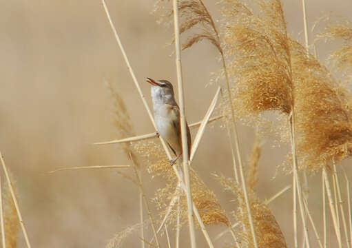 Image of Great Reed Warbler