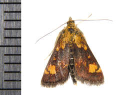 Image of Orange Mint Moth