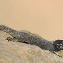 Image of Roughtail Rock Agama