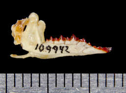 Image of Long-clawed Shrew