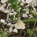 Image of Common Ringlet