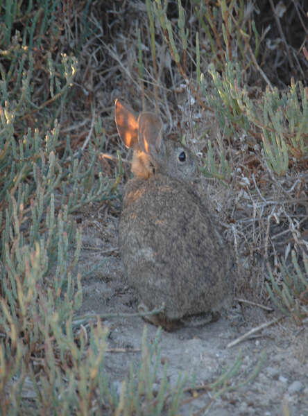 Image of Brush Rabbit