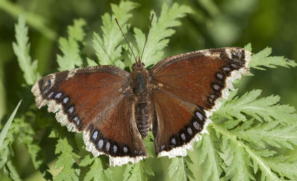 Imagem de Nymphalis antiopa Linnaeus 1758